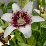Lilium Tribal Kiss Lilium Tribal Kiss