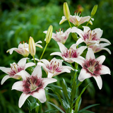Lilium Tribal Kiss Lilium Tribal Kiss