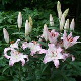 Lilium Virtuoso Lilium Virtuoso