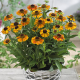 Helenium autunmale 'Short and Sassy' Helenium autunmale 'Short and Sassy'