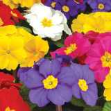 60 Polyanthus Stella Mix