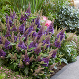 Buddleja davidii Butterfly Candy Little 'Lavender' (Lilac) P9