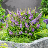 Buddleja davidii Butterfly Candy Little 'Lavender' (Lilac) P9