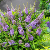 Buddleja davidii Butterfly Candy Little 'Lavender' (Lilac) P9