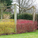 Cornus alba 'Sibirica' 9cm