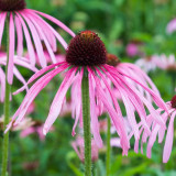 Echinacea Pallida 9cm