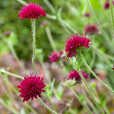 Knautia macedonica P9