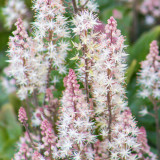 Tiarella cordifolia 9cm
