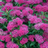 Spiraea jap. 'Anthony Waterer' 2L
