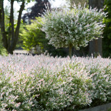 Salix integra 'Hakuro-nishiki'
