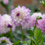 Dahlia 'Blue Wish'