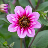 Dahlia 'Skyfall'