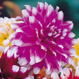 Dahlia 'Jean Marie'