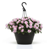 Impatiens Glimmer Appleblossom