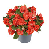 Impatiens Glimmer Orange