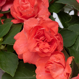 Impatiens Glimmer Orange
