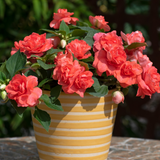 Impatiens Glimmer Orange