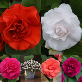 Impatiens Glimmer Collection