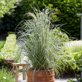 Calamagrostis acutiflora ‘Overdam’