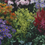 Alchemilla Mollis 9cm