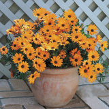 Osteospermum Serenity Orange