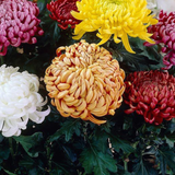 Chrysanthemum Bloom Alstro (Bronze)