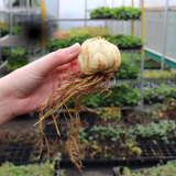 Lilium African Queen 16-18cm