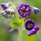 Geranium phaeum 'Joseph Green'
