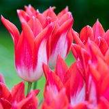 Tulip 'Strawberry Romanoff'