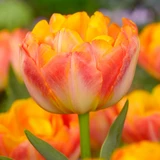 Tulip 'Granny Award'