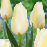Tulip 'Orleans'