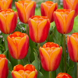 Tulip 'Orange Glory'