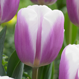 Tulip 'Librije'