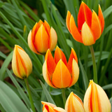 Tulip whittallii