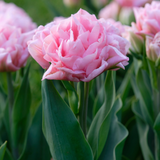 Tulip 'Dreamer'