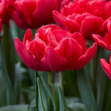 Tulip 'Red Foxtrot'