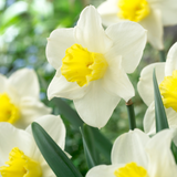 Narcissus 'Central Station'