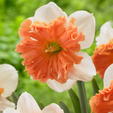 Narcissus 'Shrike'