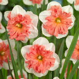 Narcissus 'Shrike'