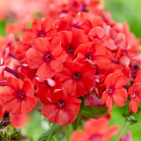 Phlox paniculata 'Orange Perfection'