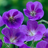 Geranium johnsonii 'Johnson's Blue'