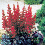 Astilbe 'Red Baron'