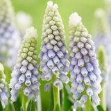Muscari armeniacum 'Julia'