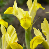 Iris reticulata 'Sunshine'