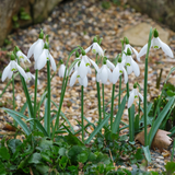 Galanthus 'Straffan'