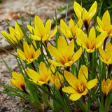 Crocus korolkowii