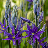 Camassia leichtlinii 'Maybelle'