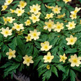 Anemone lipsiensis