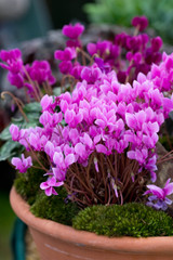 Cyclamen hederifolium