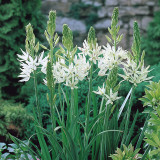 Camassia leichtlinii 'Alba'